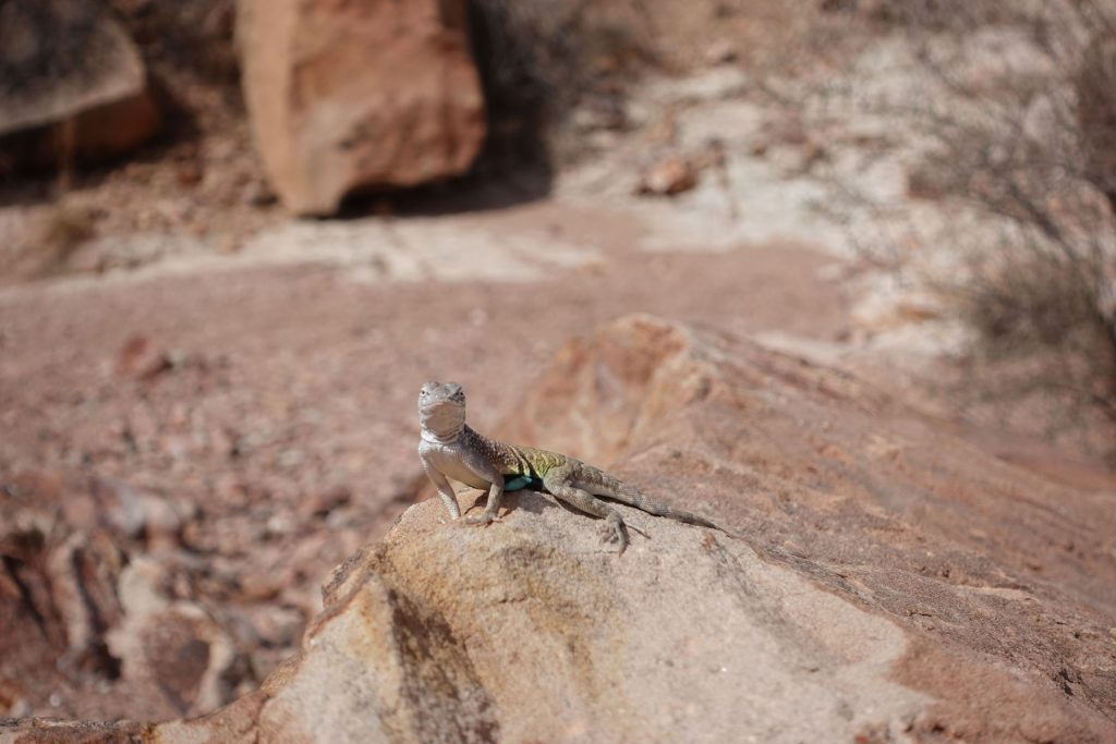 Gecko posing on a rock